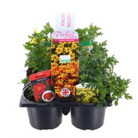 Carry Home Pack - Bidens Collection - 6 x 10.5cm Pot Bedding