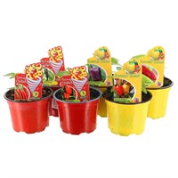 A Lucky Dip Selection! Chilli & Sweet Pepper - 6 x 10.5cm Pot Vegetable Bedding