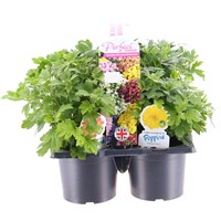 Carry Home Pack - Chrysanthemum - 6 x 10.5cm Pot Bedding