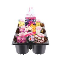 Carry Home Pack - Crocus Mixed - 6 x 10.5cm Pot Bedding