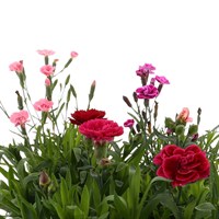 Carry Home Pack - Dianthus Collection 6 x 10.5cm Pot Bedding
