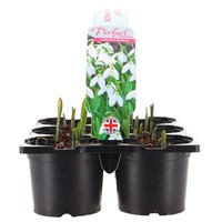 Carry Home Pack - Galanthus Elwessii - 6 x 10.5cm Pot Bedding 