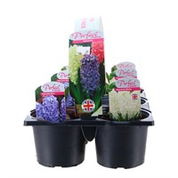 Carry Home Pack - Hyacinth Bulb Selection - 6 x 10.5cm Pot Bedding Bulbs