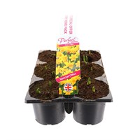 Carry Home Pack - Narcissus Tete A Tete - 6 x 10.5cm Pot Bedding