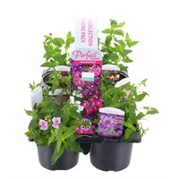 Carry Home Pack - Nemisia Collection - 6 x 10.5cm Pot Bedding