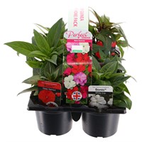 Carry Home Pack - New Guinea Hybrid Impatiens - 6 x 10.5cm Pot Bedding