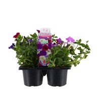 Carry Home Pack - Petunia Flashforward Coolwater Mix - 6 x 10.5cm Pot Bedding