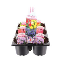 Carry Home Pack - Mixed Spring Bulbs Selection - 6 x 10.5cm Pot Bedding