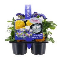 Carry Home Pack - Spring Magic Blueberry Twist - 6 x 10.5cm Pot Bedding