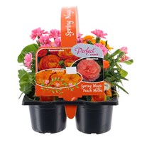 Carry Home Pack - Spring Magic Peach Melba - 6 x 10.5cm Pot Bedding
