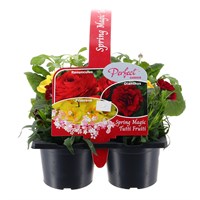Carry Home Pack - Spring Magic Tutti Fruiti - 6 x 10.5cm Pot Bedding