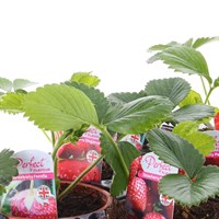 Carry Home Pack - Strawberries - 6 x 10.5cm Pot Bedding