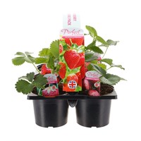 Carry Home Pack - Strawberries - 6 x 10.5cm Pot Bedding