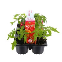 Carry Home Pack - Tomatoes - 6 x 10.5cm Pot Bedding