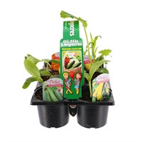 Carry Home Pack - Vegetable Selection 6 x 10.5cm Pot Bedding