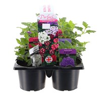 Carry Home Pack - Verbena Trailing Mixed - 6 x 10.5cm Pot Bedding