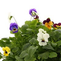 Carry Home Pack - Viola Mixed - 6 x 10.5cm Pot Bedding