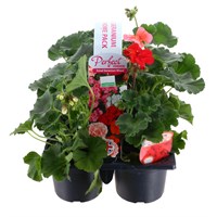 Carry Home Pack - Geranium - 6 x 10.5cm Pot Bedding
