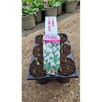 Carry Home Pack - Snowdrops Elwesii - 6 x 10.5cm Pot Bedding 