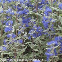Caryopteris cland.Dark Knight Perennial Plant 2L Pot - Set of 3