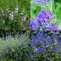 Caryopteris Perennial Set - Mixed Colours - 3 x 2L Pots
