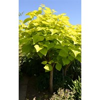 Catalpa Bignoniodes ‘Aurea' - 10 Litres Tree