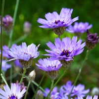 Catananche Caerulea Perennial Plant 9cm Pot - Set of 3
