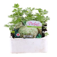 Celeriac F1 Prinz 12 Pack Boxed Vegetable