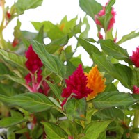 Celosia Kimono Mixed 6 Pack Boxed Bedding