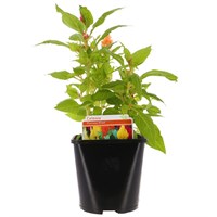 Celosia Mixed Colours 2L Pot Bedding