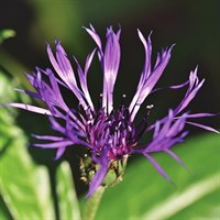 Centaurea Amethyst Dream Perennial Plant 2L - Set of 3