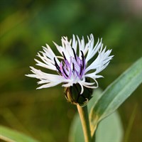 Centaurea Amethyst In Snow Perennial Plant 2L Pot - Set of 3