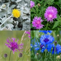 Centaurea Perennial Set - Mixed Colours - 5 x 9cm Pots