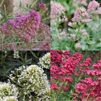 Centranthus Perennial Set - Mixed Colours - 6 x 9cm Pots