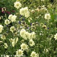 Cephalaria Gigantea Perennial Plant 2L Pot - Set of 3