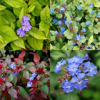 Ceratostigma Perennial Set - Mixed Colours - 3 x 2L Pot