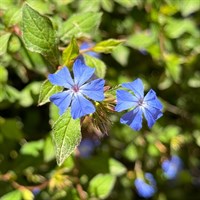 Ceratostigma Plumbaginoides Perennial Plant 9cm Pot - Set of 3