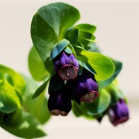 Cerinthe major Purpurascens Perennial Plant 9cm Pot - Set of 3