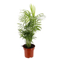 Chamaedorea elegans (Parlour Palm) Houseplant 17cm Pot