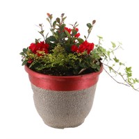 Christmas Festive Crackle Bedding Planter Arrangement