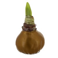 Christmas Festive Gold Waxed Large Amaryllis Houseplant