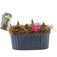 Christmas Festive Grey Metal Christmas Tree Design Planted Hyacinth Bulb Trough