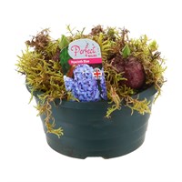Hyacinth Plastic 16cm Bowl Arrangment Bulb Planter - Blue