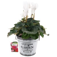 Christmas Festive Large Flowered Cyclamen in Vinatge Tin