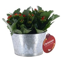 Christmas Festive Large Kalenchoe in Round Decorative Silver Tin