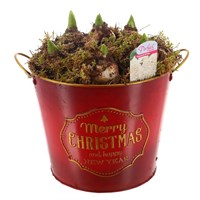 Christmas Festive Large Red Hyacinth Bulb Bucket