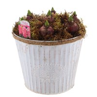 Christmas Festive Large White Hyacinth Bulb Bucket