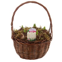 Christmas Festive Medium Brown Hyacinth Bulb Basket