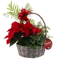 Christmas Festive Mixed Houseplant Large Grey Woven Round Handled Basket