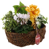 Christmas Festive Mixed Houseplant Large Woven Brown Wicker Trug